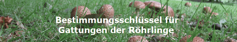 Bestimmungsschlssel fr 
 Gattungen der Rhrlinge 