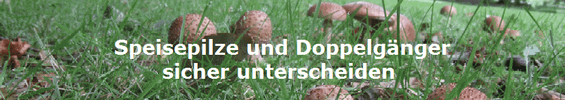 Speisepilze und Doppelgnger
       sicher unterscheiden    